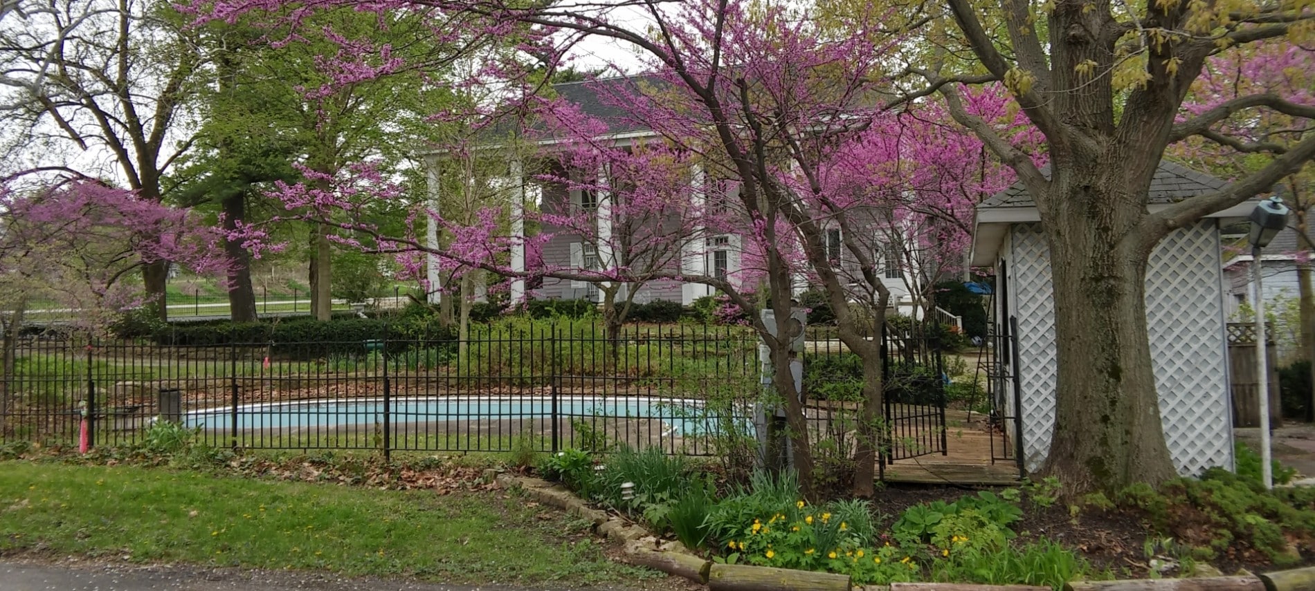 Large white house with columns overlooks a swimming pool enclosed by a black wrough iron gate, fronted with blooming trees. 