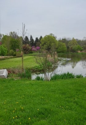 Green grass surrounds a pier going into a pond with trees on the far bank.